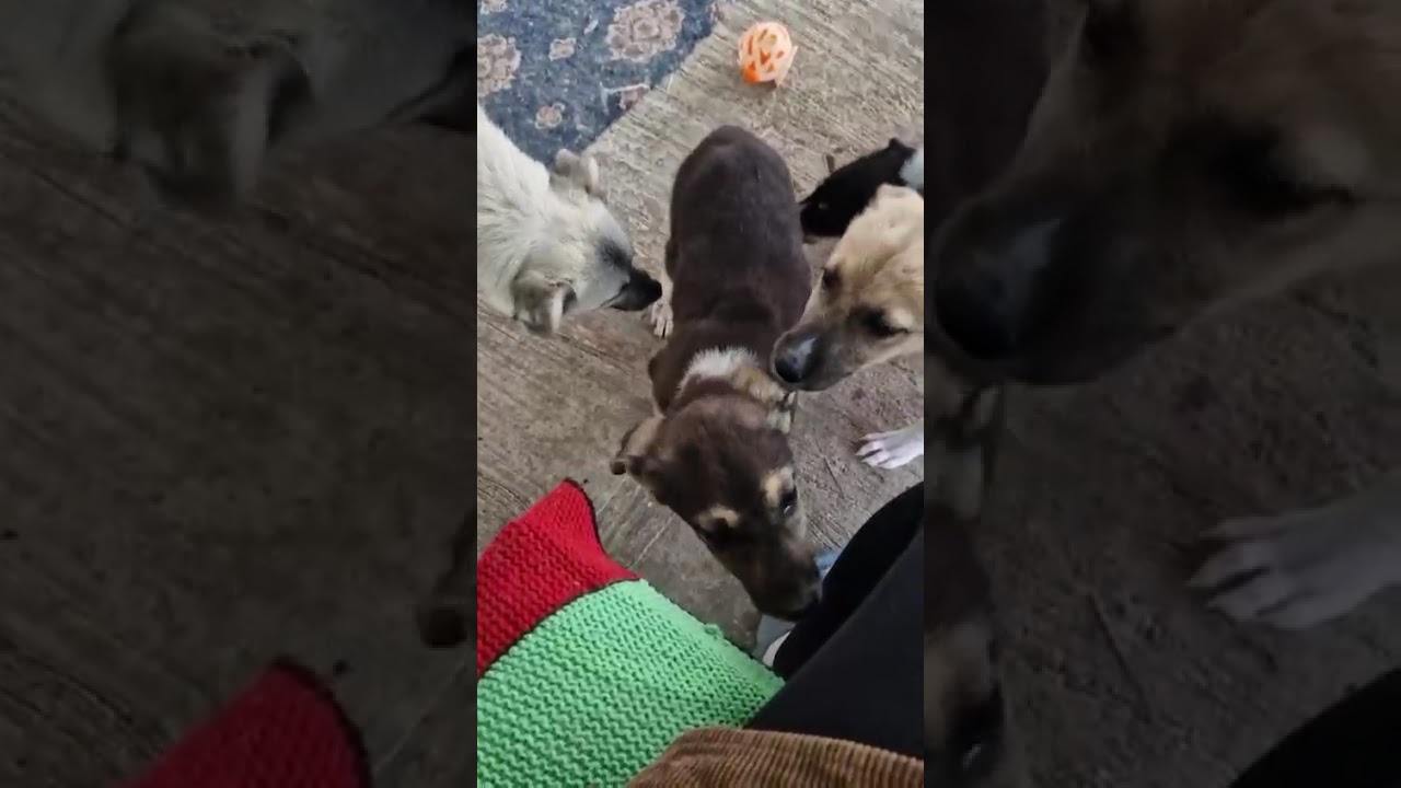 Youtube Vorschau - Video ID QeMHeKxUoSw