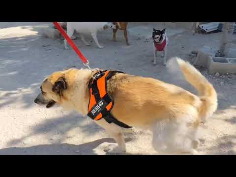 Youtube Vorschau - Video ID QizdEV-KEbE