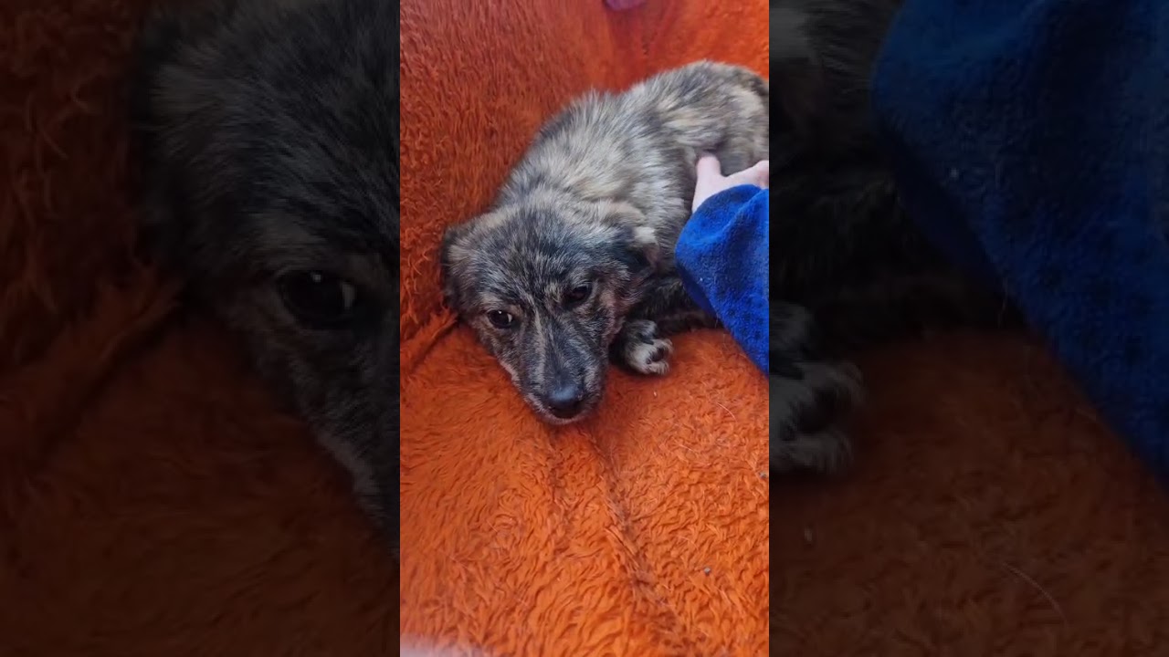 Youtube Vorschau - Video ID QjQRPXGWNlI