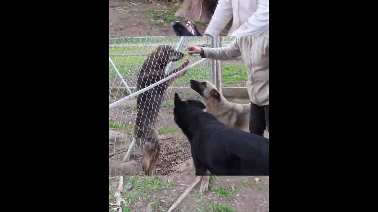 Youtube Vorschau - Video ID R3f3yEMAG7Q