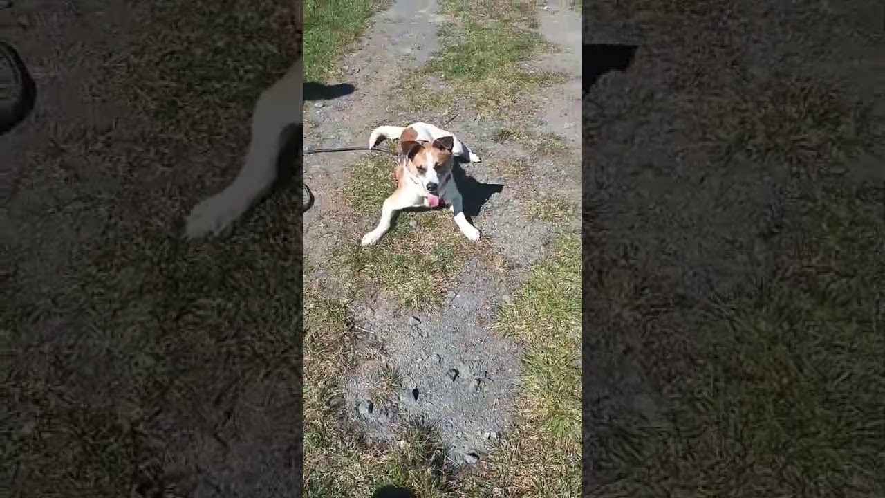 Youtube Vorschau - Video ID RBd5W0hzKbA