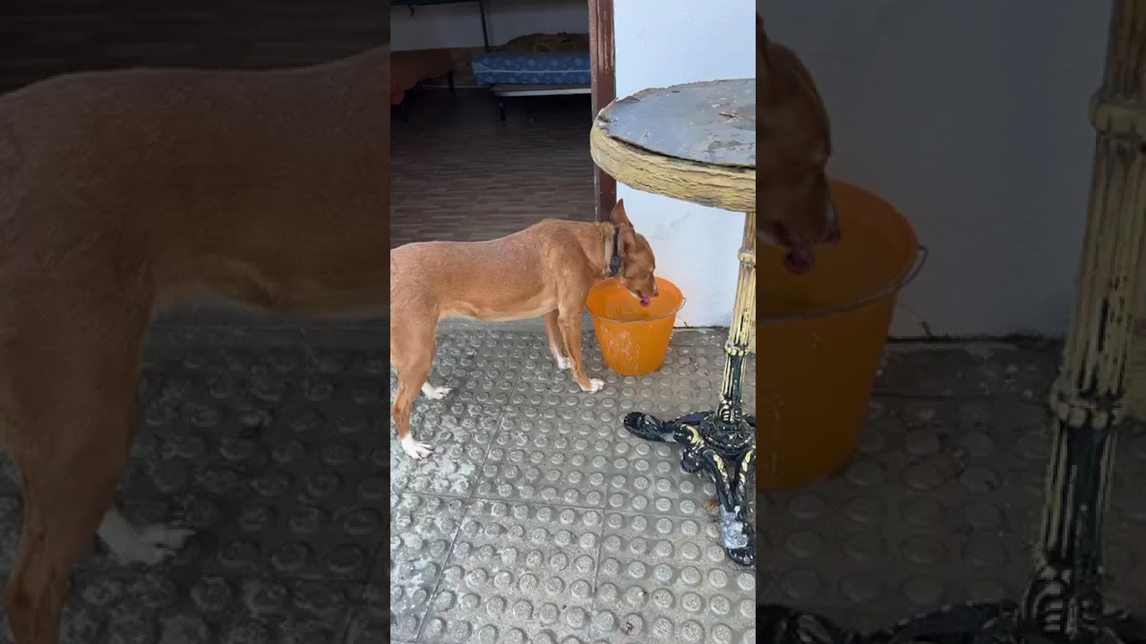 Youtube Vorschau - Video ID RGzuqLchKtM