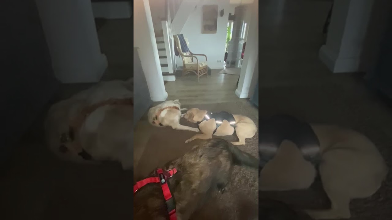 Youtube Vorschau - Video ID RWogehnTWoc