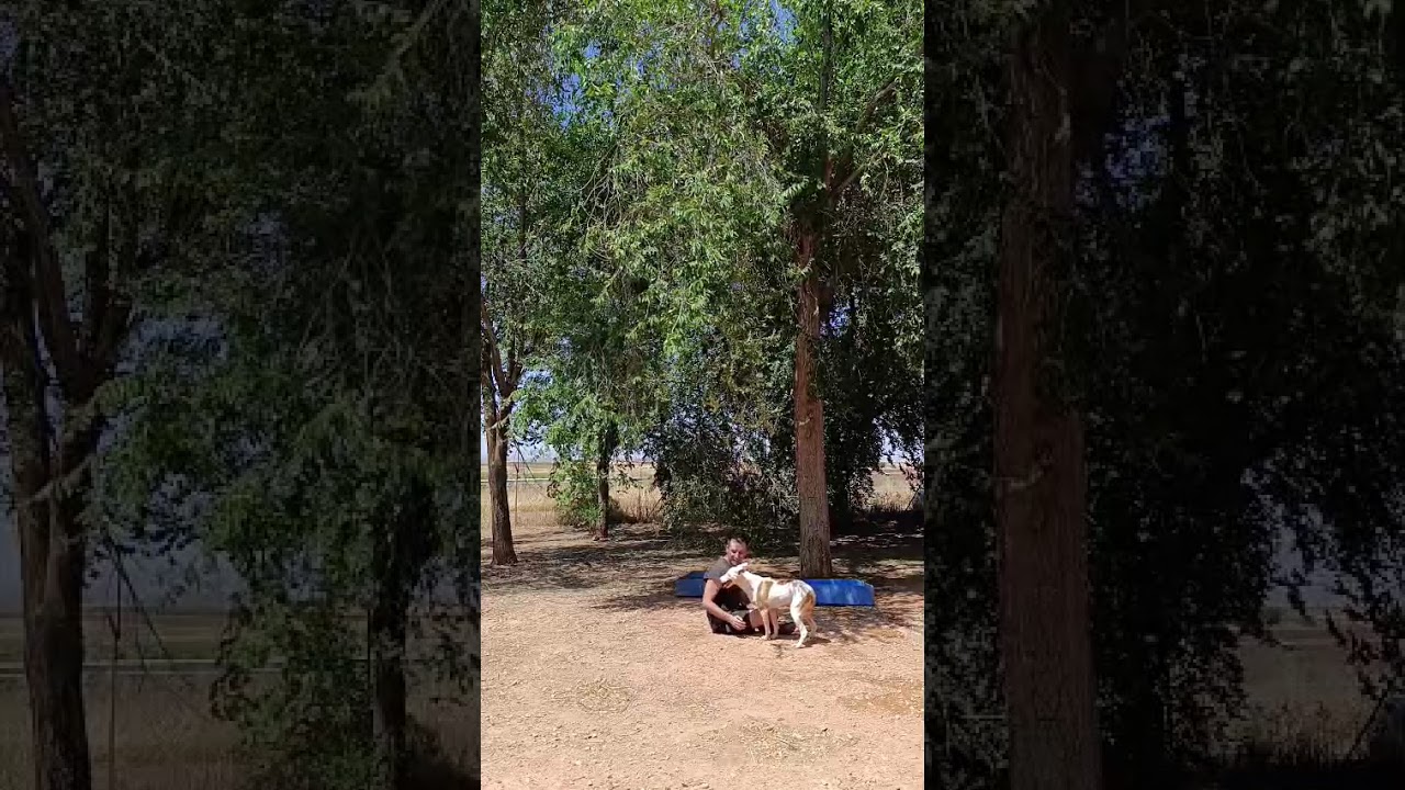 Youtube Vorschau - Video ID RYoAPD60fr8