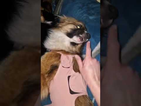 Youtube Vorschau - Video ID RbGg621N25M