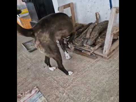 Youtube Vorschau - Video ID RcOAZ9r6WOc