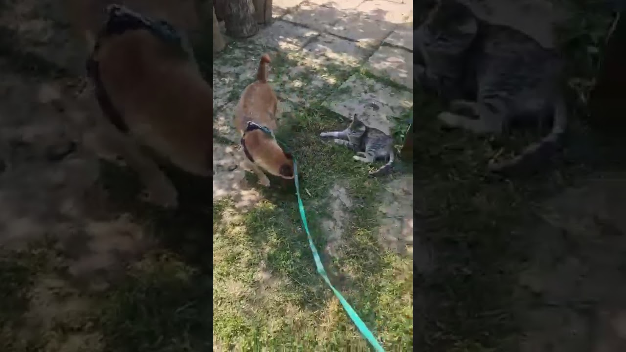 Youtube Vorschau - Video ID RconwYER5ok