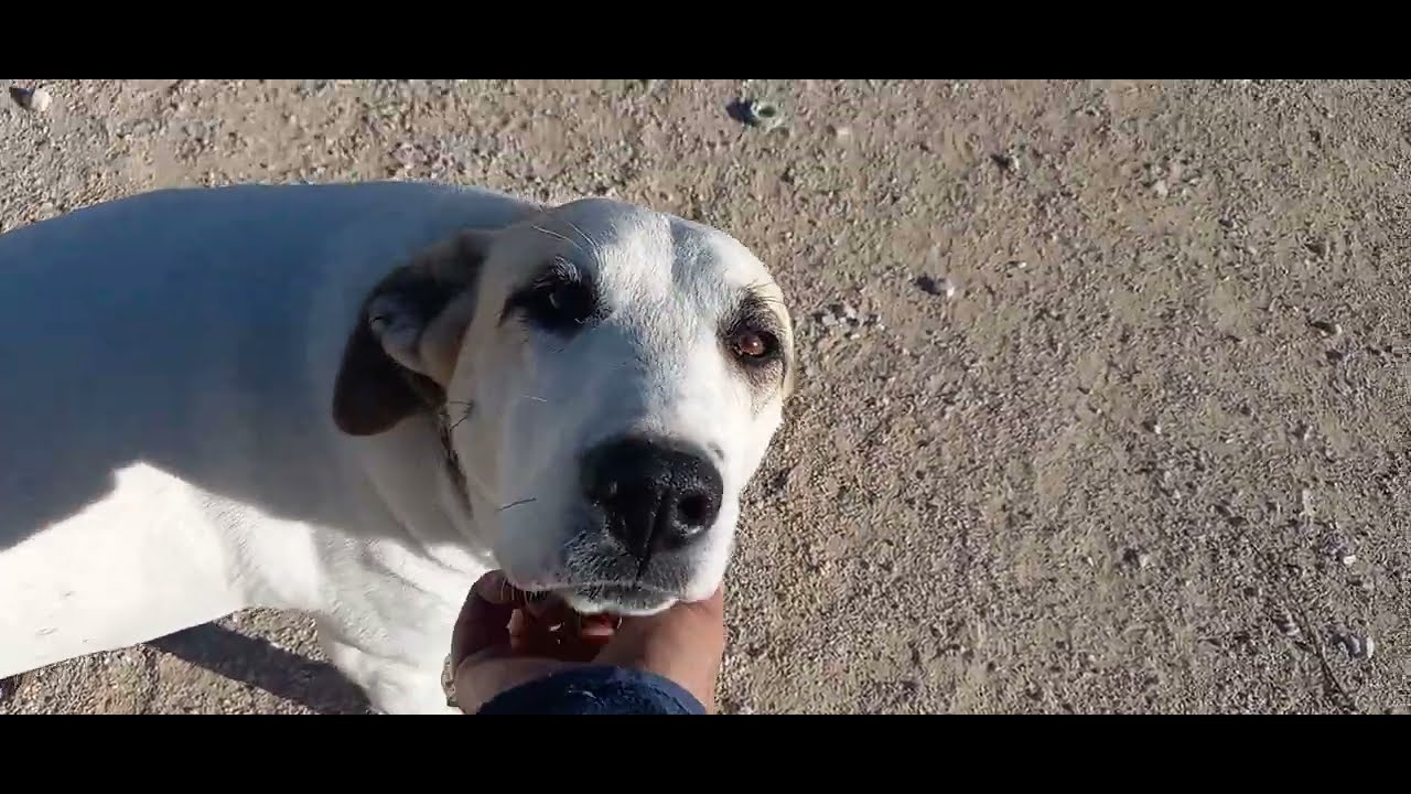 Youtube Vorschau - Video ID Rd1w5MXdFKk