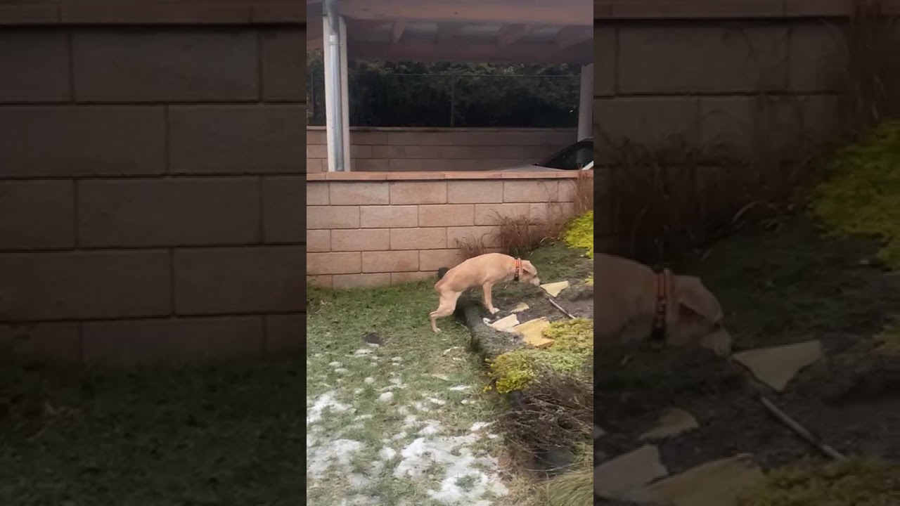 Youtube Vorschau - Video ID RlzgNQx7_kY