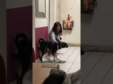 Youtube Vorschau - Video ID Ro0wlGaELp4