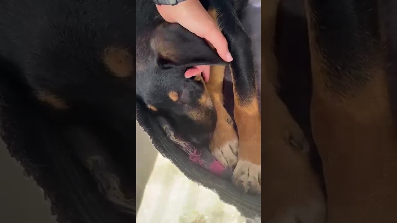 Youtube Vorschau - Video ID S1SjiQiQ1Bc