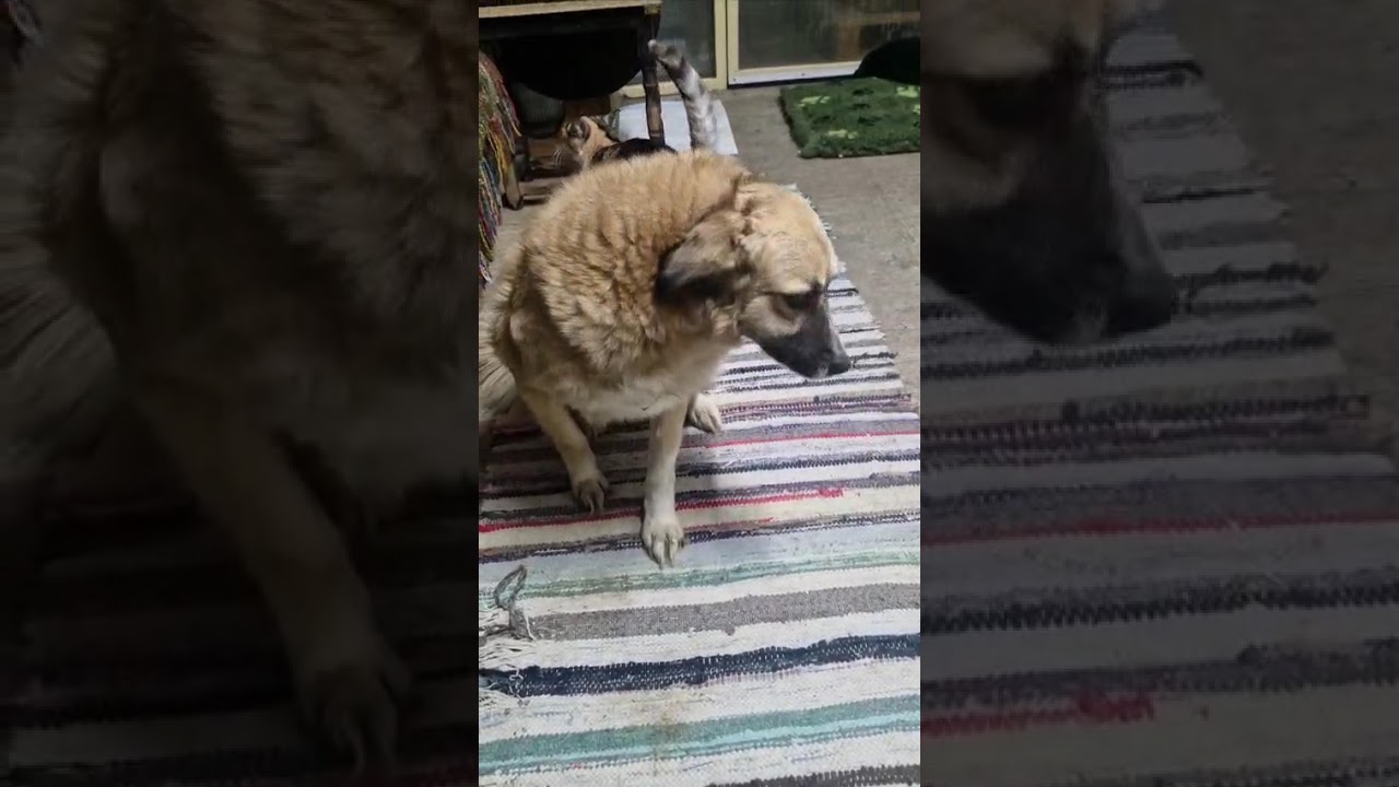 Youtube Vorschau - Video ID SDRX_0WcqOQ