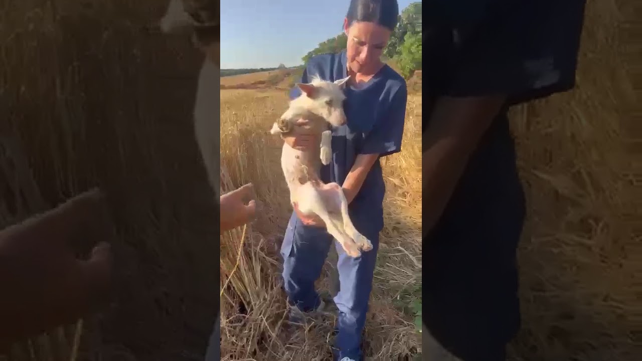 Youtube Vorschau - Video ID SHzc0XQVu14