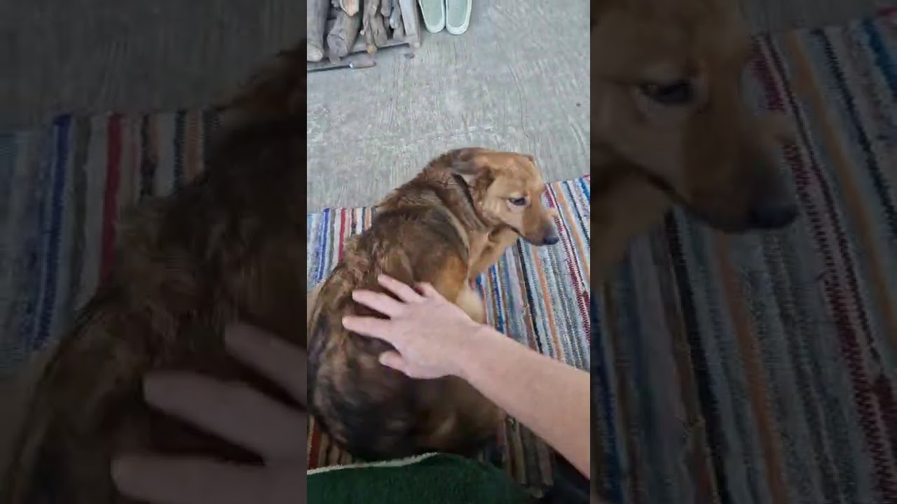 Youtube Vorschau - Video ID SWWGYpa0rs8