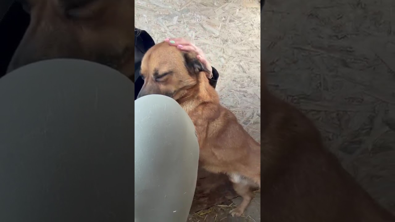 Youtube Vorschau - Video ID SWoS56d4jX8