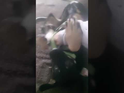 Youtube Vorschau - Video ID SZuuLJmLXzg