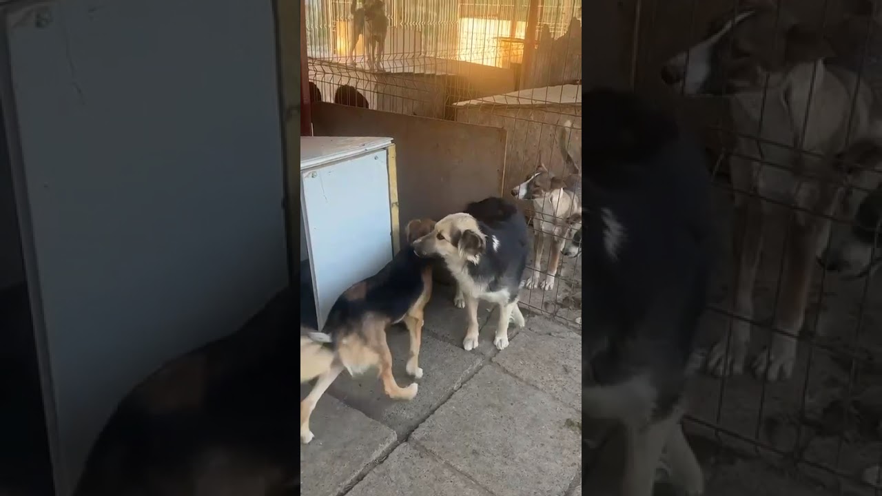 Youtube Vorschau - Video ID Sjbp4ojwGSc