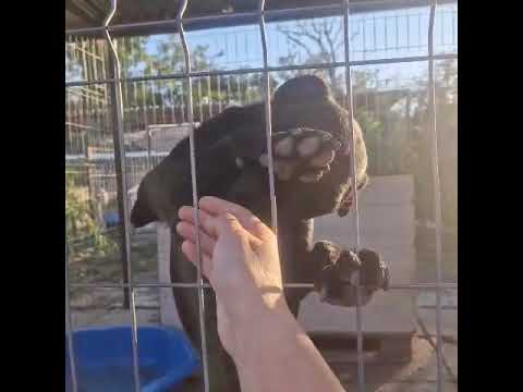 Youtube Vorschau - Video ID SlDBA_lRCio