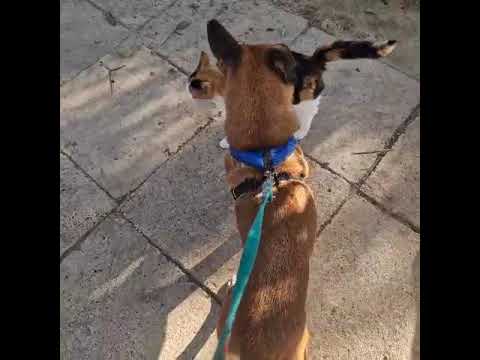 Youtube Vorschau - Video ID SlMazlLSxPE