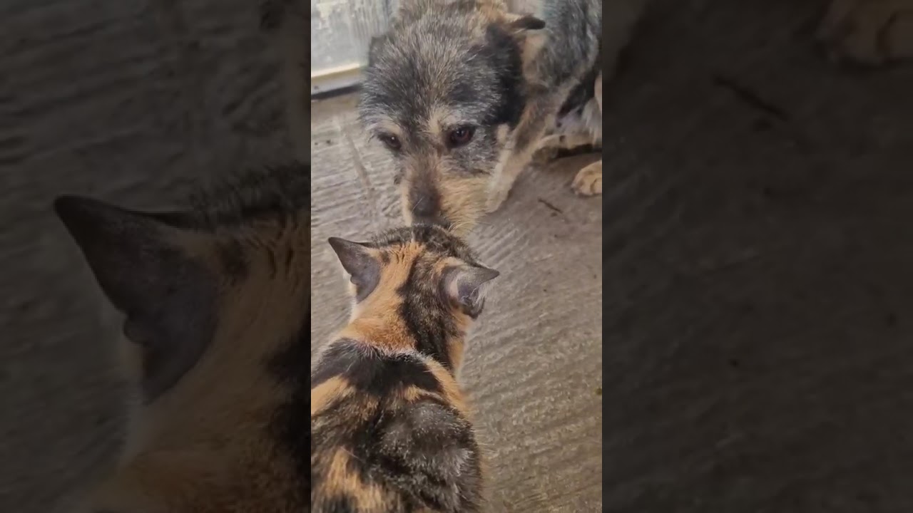 Youtube Vorschau - Video ID SwukOjD8Bck