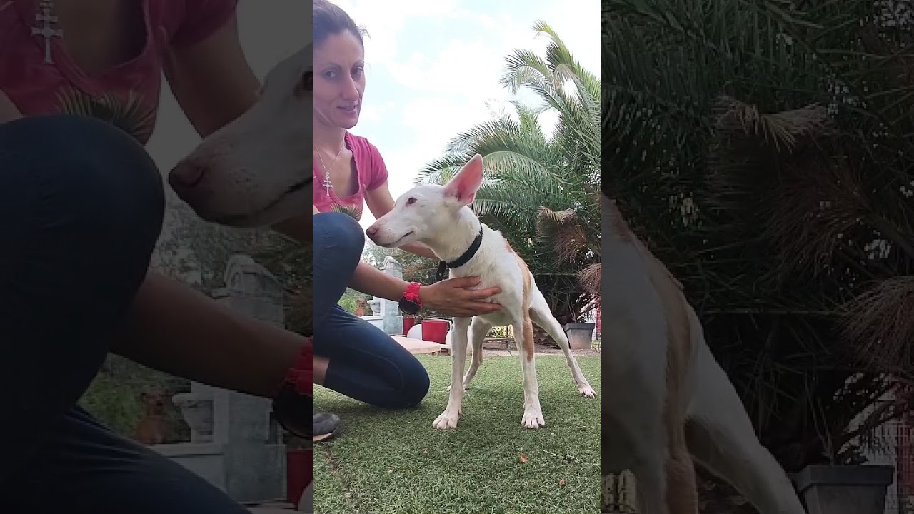 Youtube Vorschau - Video ID T2Qti_TKoIc