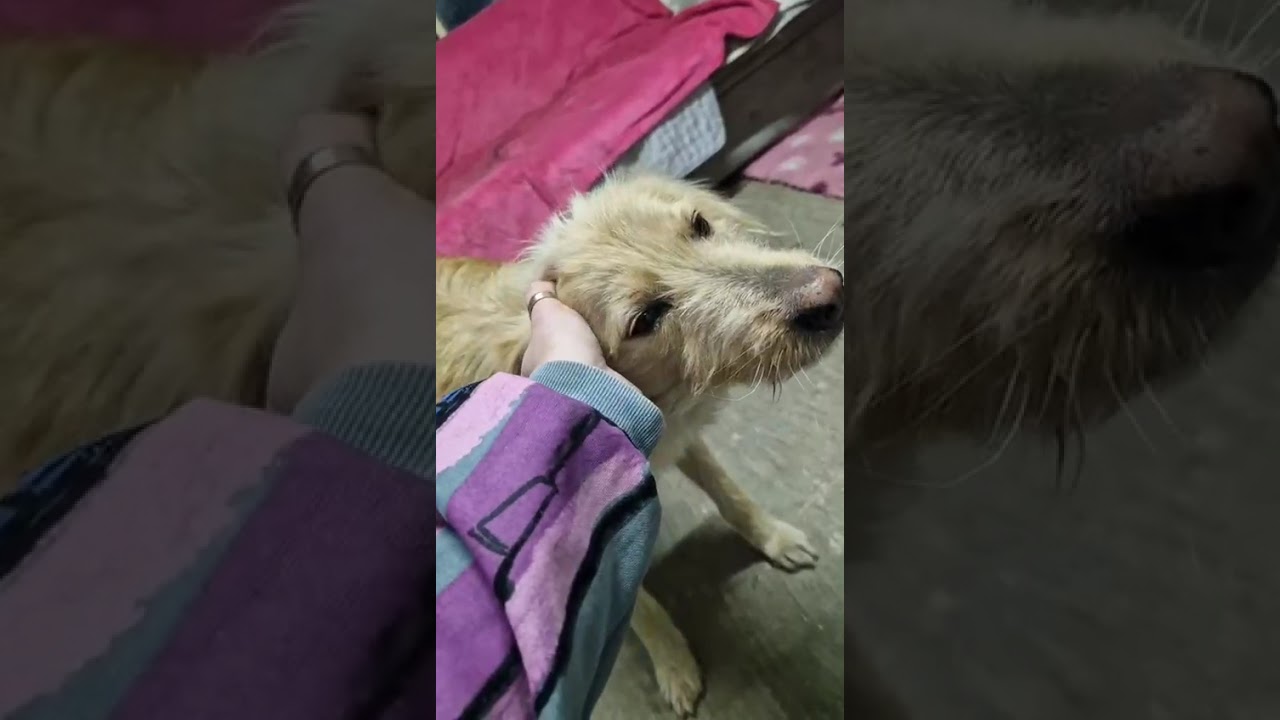 Youtube Vorschau - Video ID TLK_YbciErc