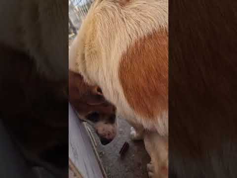 Youtube Vorschau - Video ID TWW82FMD9hU