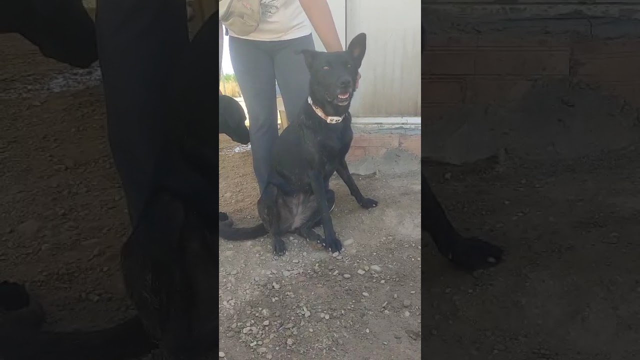 Youtube Vorschau - Video ID TjVl-vmELhI