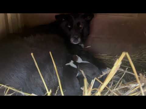 Youtube Vorschau - Video ID TjgcaTEAifA