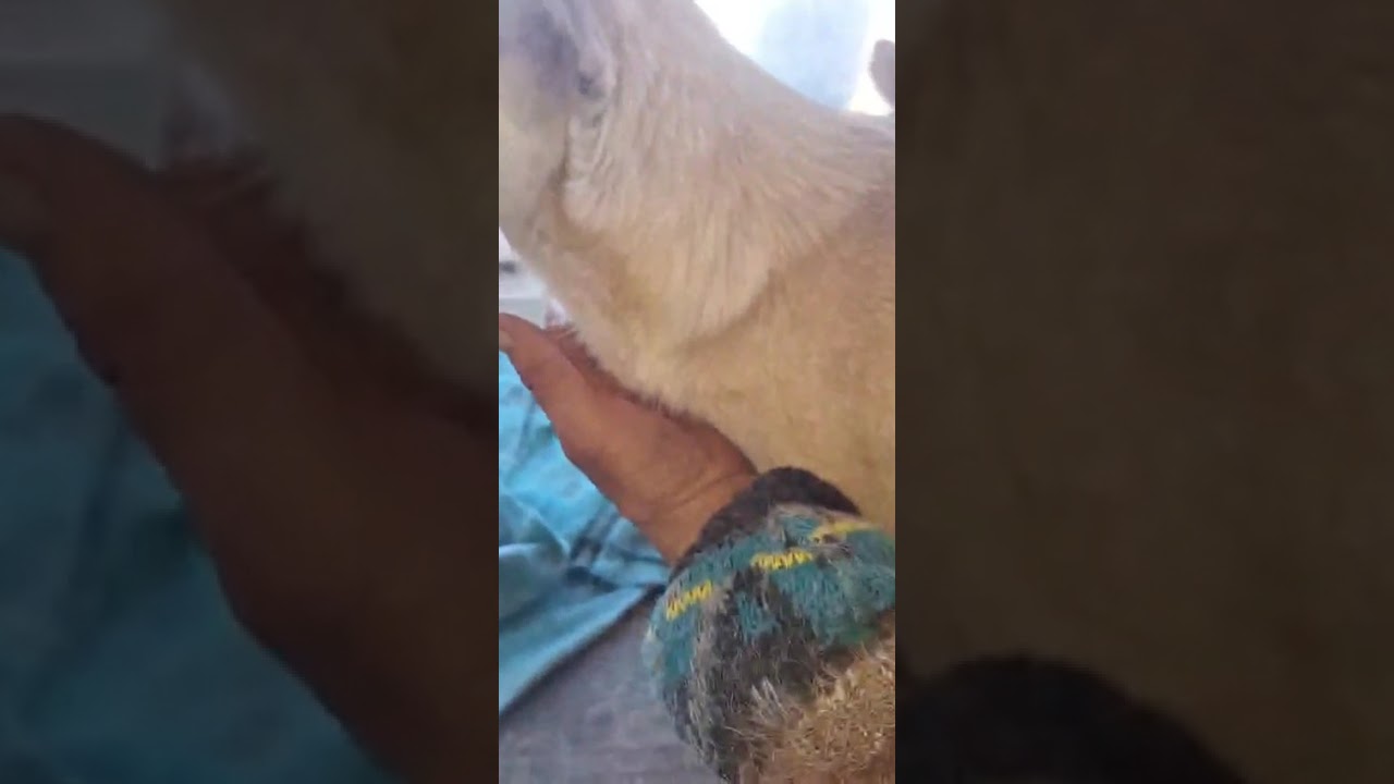 Youtube Vorschau - Video ID Tl3gH3VDpyk