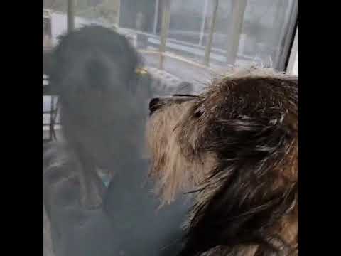 Youtube Vorschau - Video ID TpUgsox0rUg