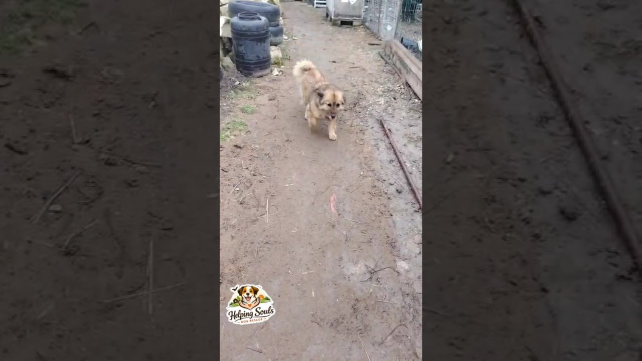 Youtube Vorschau - Video ID Trvq4TO-3t0