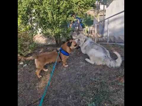 Youtube Vorschau - Video ID ULunD7PThFA