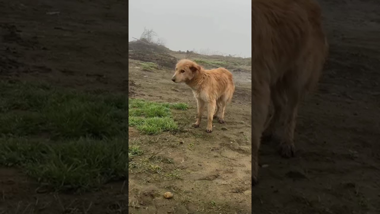 Youtube Vorschau - Video ID UkDofO6NJJs