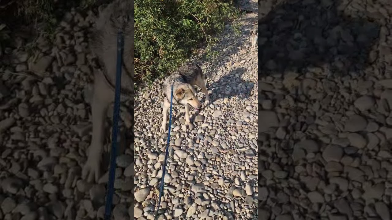 Youtube Vorschau - Video ID Up0JEGSE_Cs