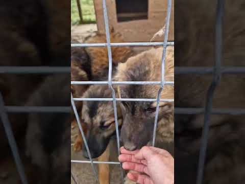 Youtube Vorschau - Video ID UpZKKzg33gQ