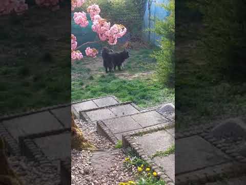 Youtube Vorschau - Video ID VFSf8jkANXI