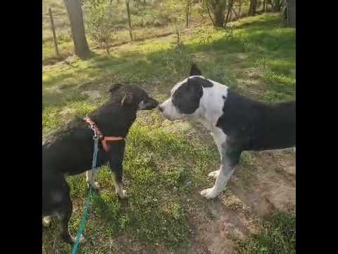 Youtube Vorschau - Video ID VLEi-bg1dkQ