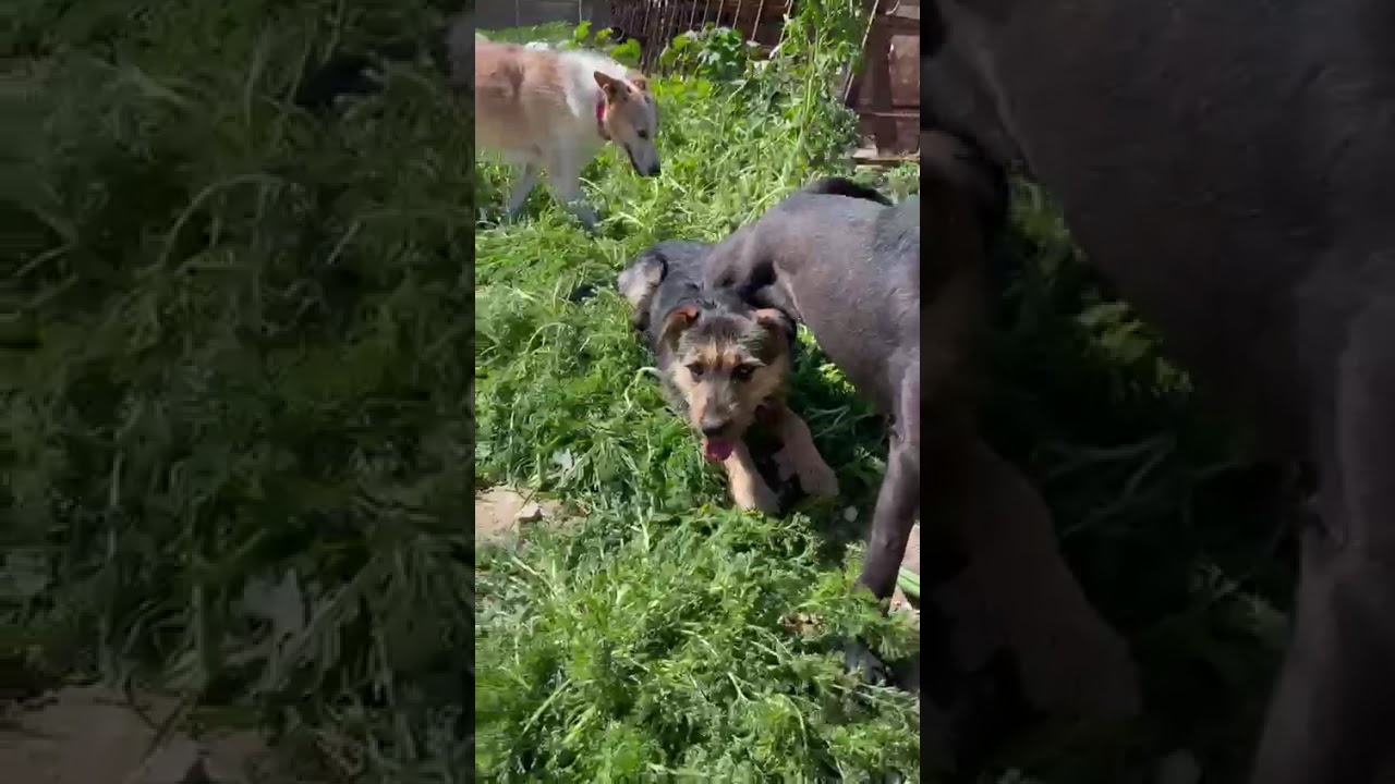 Youtube Vorschau - Video ID VLHlJAlmJwM