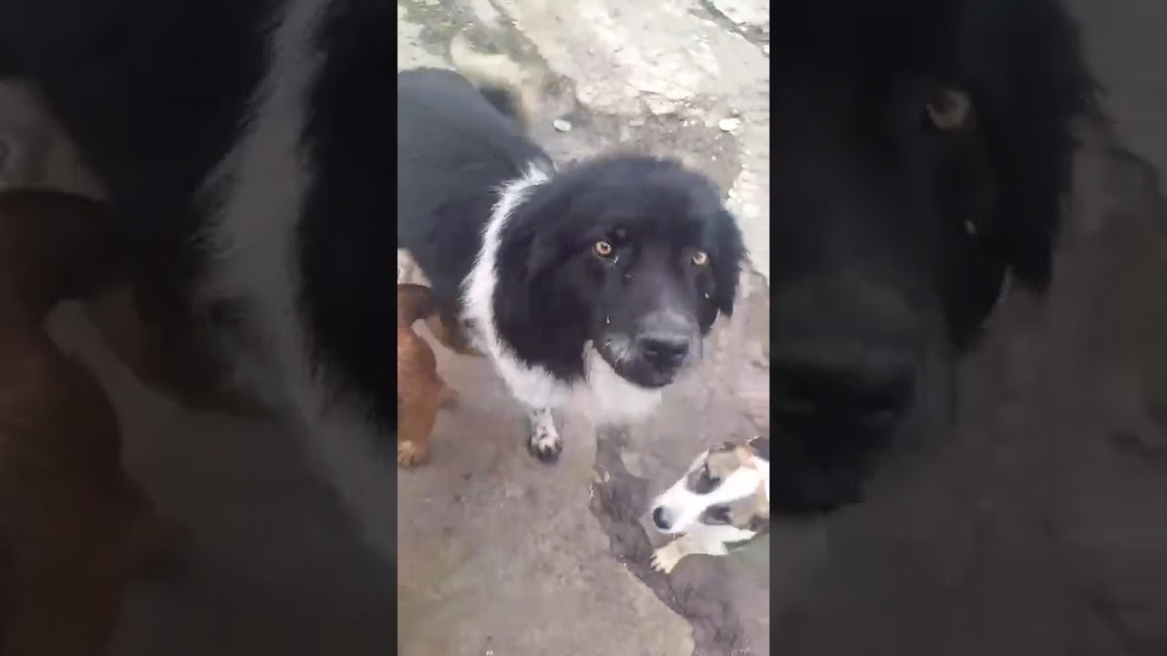 Youtube Vorschau - Video ID VRoBLXGlOqs