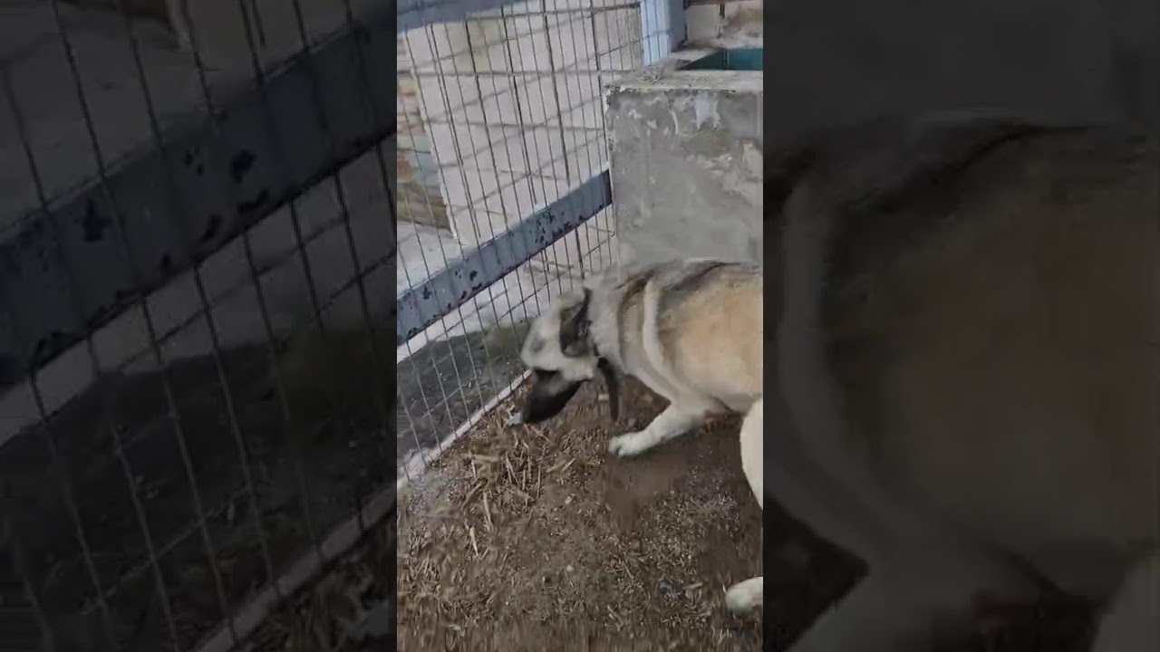 Youtube Vorschau - Video ID VWVWKvBVKDc