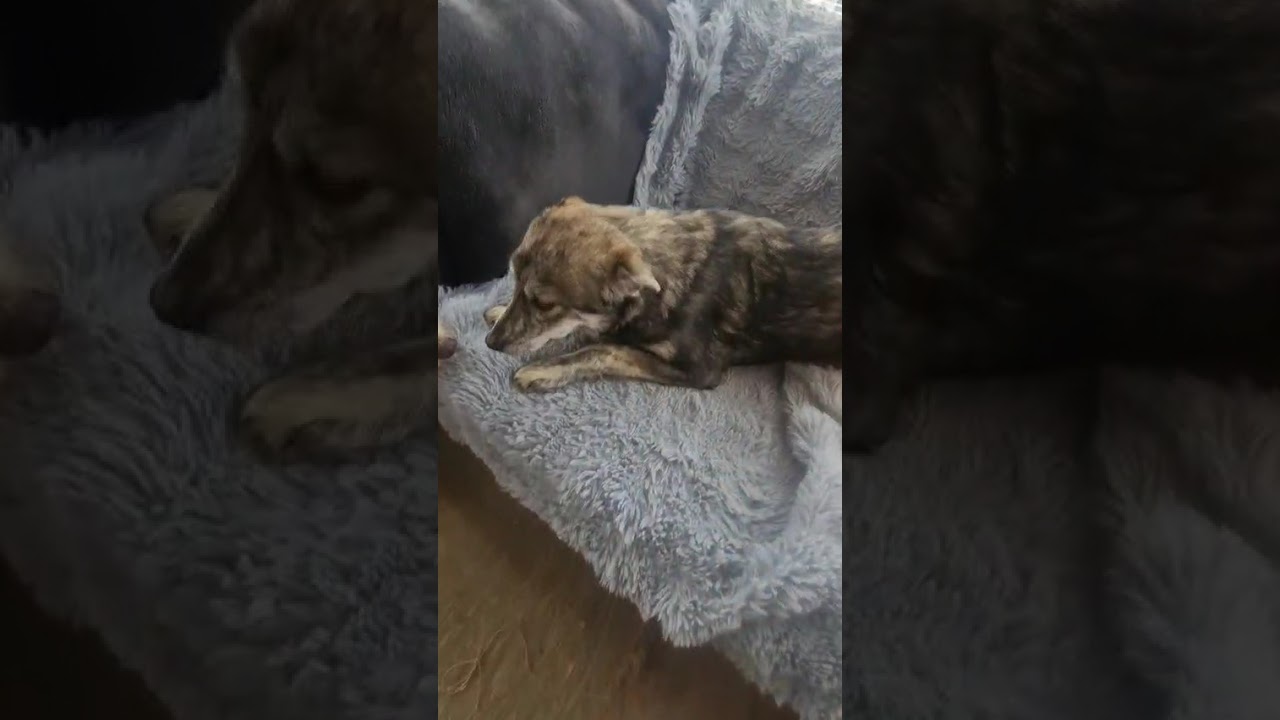 Youtube Vorschau - Video ID W13TJhS3Vhg