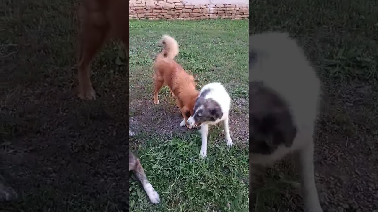 Youtube Vorschau - Video ID W2sPt7L7VLw