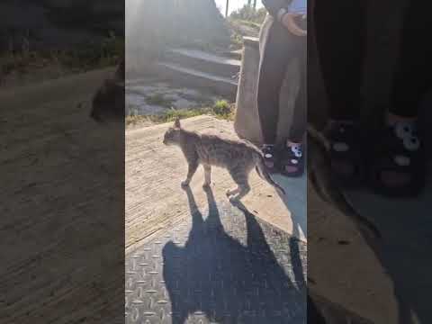 Youtube Vorschau - Video ID WCeqgPe99gk