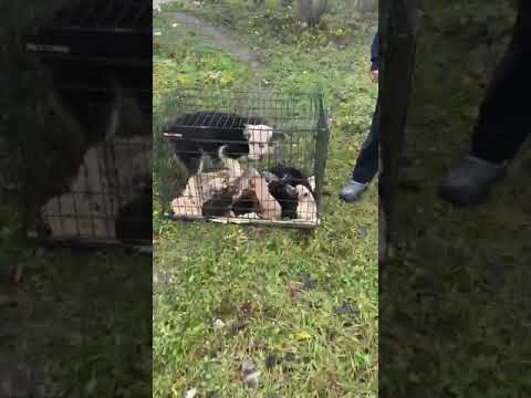 Youtube Vorschau - Video ID WQgAYspt-os