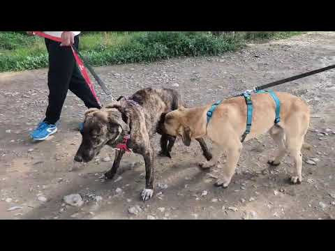 Youtube Vorschau - Video ID WV9Ipjhe5aw