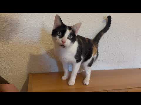 Youtube Vorschau - Video ID WWScQHSjSG4