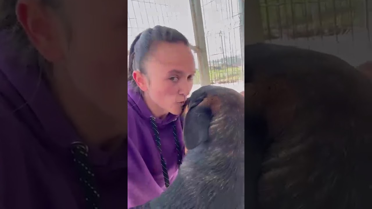 Youtube Vorschau - Video ID WYwxkog-L6Y