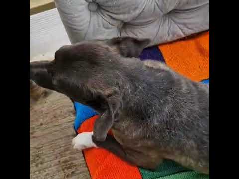 Youtube Vorschau - Video ID XDXrt1TymHk