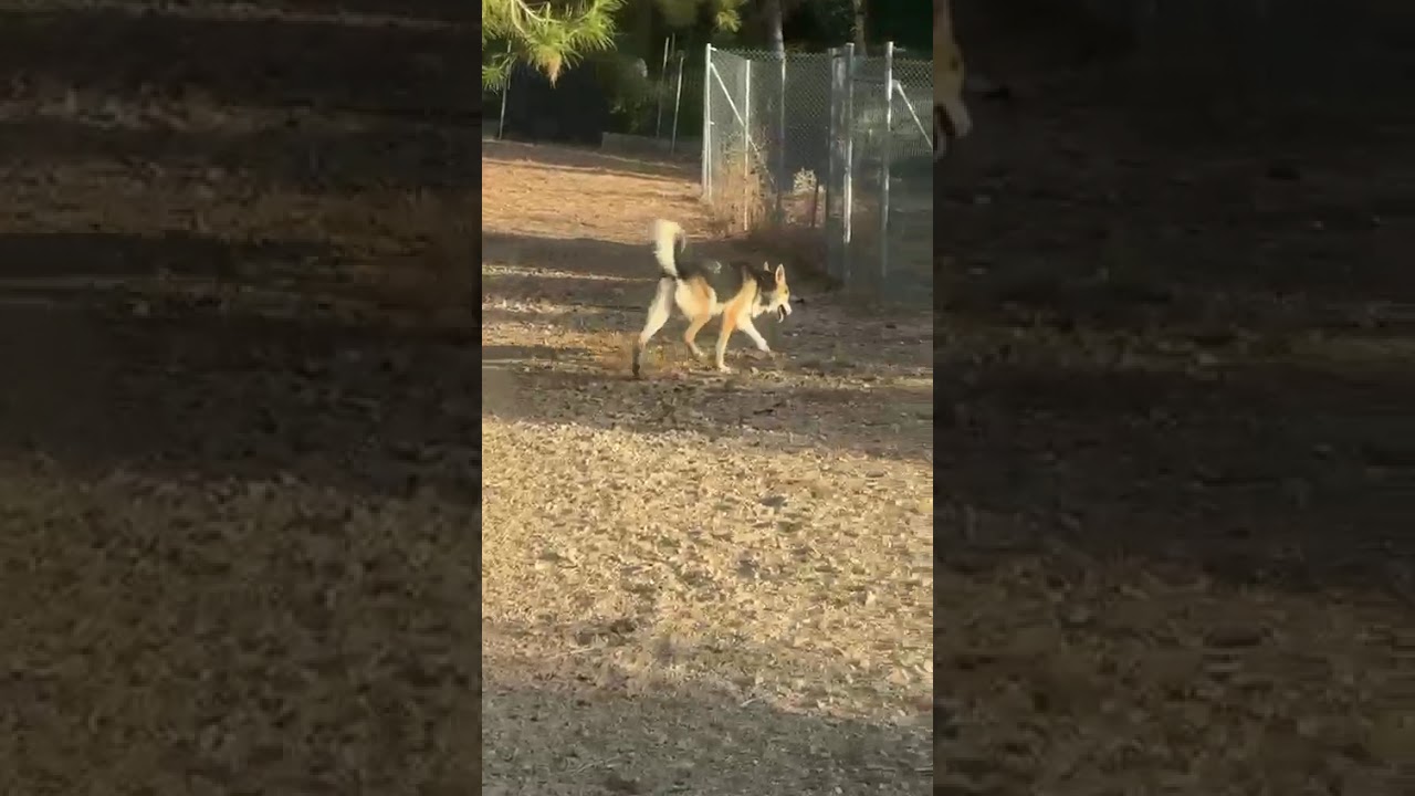 Youtube Vorschau - Video ID XMKvpY57tQk